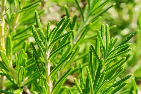 Grow Rosemary Indoors | Garden Culture Magazine