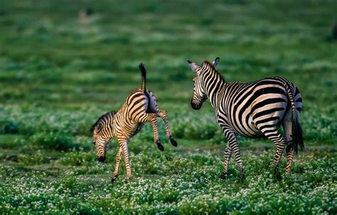 Wallpaper cub, Zebra, foal images for desktop, section животные - download