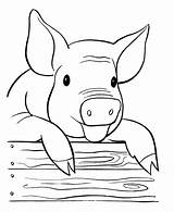 Sheenaowens Pig Coloring Pages For Kids sketch template