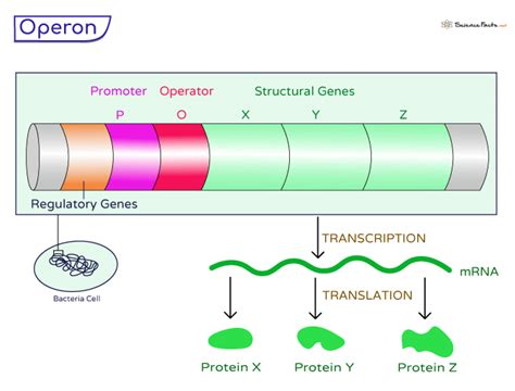 Operon - Definition, Structure, Parts, Types, and Diagram