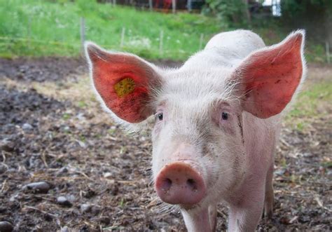 Pig Symbolism: 12 Spiritual Meanings of Pig