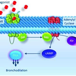 ICS Mechanism of Action. Adapted from [50]. | Download Scientific Diagram