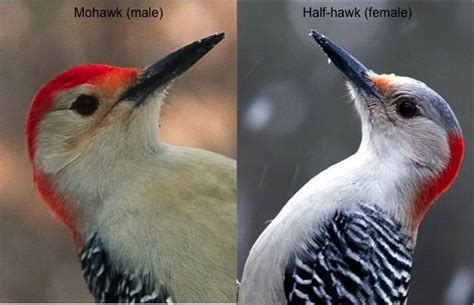 male and female red bellied woodpeckers together - Google Search | Woodpecker, Birds, Bird