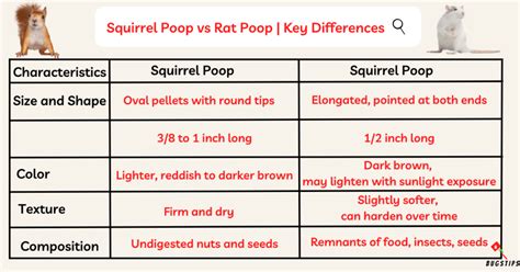 Squirrel Poop vs Rat Poop: A Detailed Comparison - BugsTips