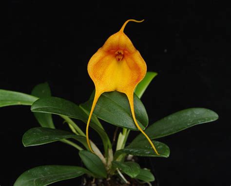 Masdevallia Orchid Care