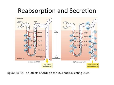 PPT - Reabsorption and Secretion PowerPoint Presentation, free download ...