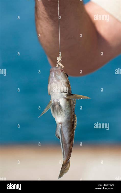 Catching goby fish Stock Photo - Alamy