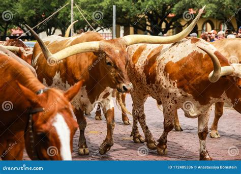 Longhorn Cattle Drive at the Stockyards of Fort Worth, Texas, USA Stock Photo - Image of animals ...