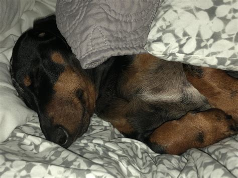 Sleepy baby : r/Dachshund