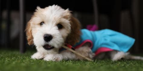 Cavapoo Puppy Training: Essential Tips - Doodle Pooch Designs