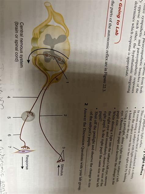 autonomic reflex arc Diagram | Quizlet