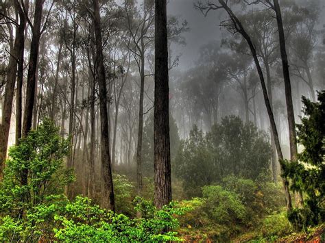 Fire in the Australian bush World Wallpaper, Forest Wallpaper, Nature ...