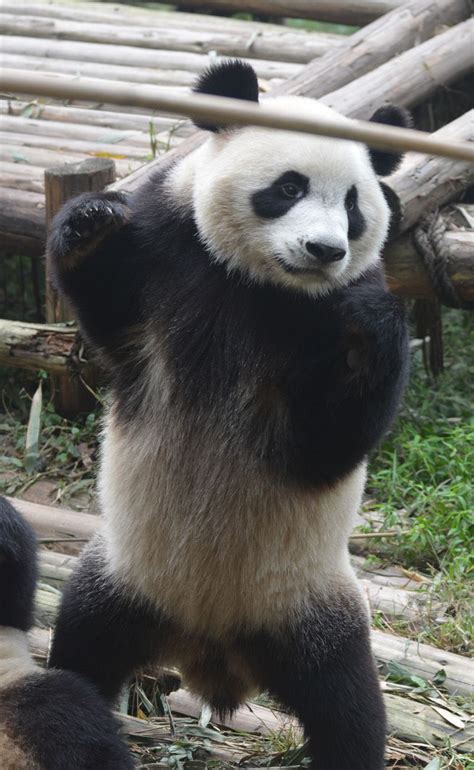 Panda standing up #tibettravel | Animals, Cute dogs and puppies, Panda bear