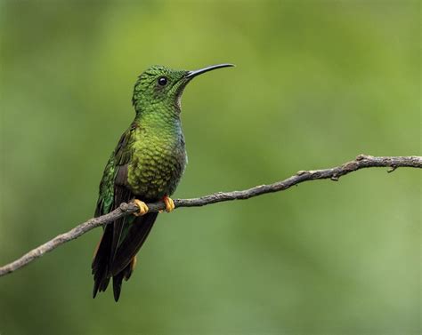 Amazon Birdwatching Tour | Mandari Panga Yasuni Jungle Lodge