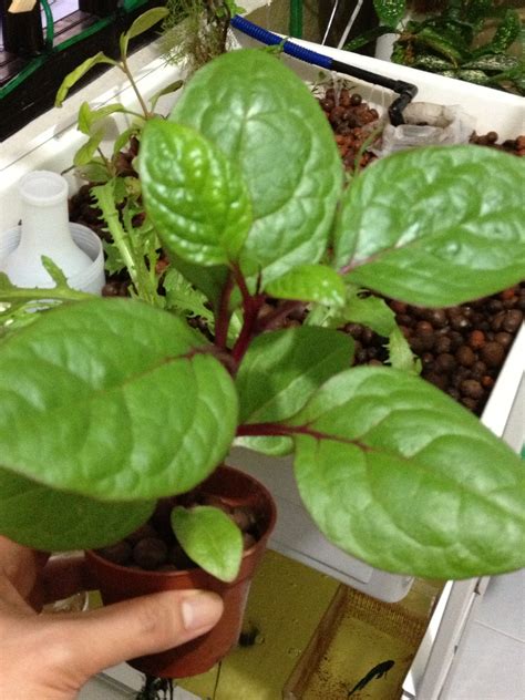 Vine Spinach or Alugbati is growing well in my vertical aquaponics | Veggie garden, Aquaponics ...