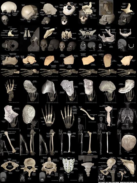 Anatomy of the human bones - Real Bodywork