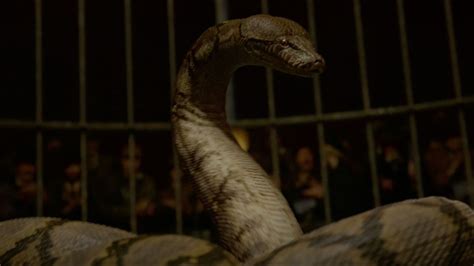 Nagini | Harry Potter Wiki | FANDOM powered by Wikia