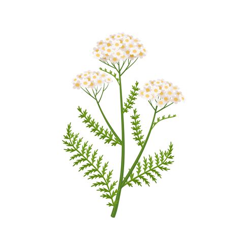 Yarrow flower vector illustration, scientific name Achillea millefolium ...