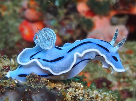 Catalogue of Organisms: Stunning Sea Slugs