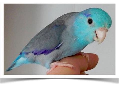 Blue Parrotlet sitting in human hand with full side profile visible and ...