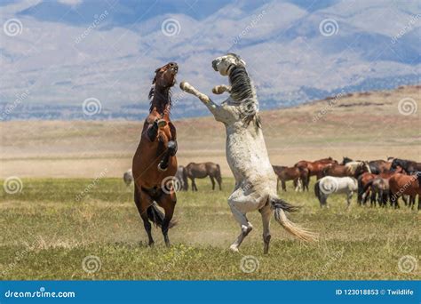 Wild Horses Fighting stock image. Image of stallion - 123018853