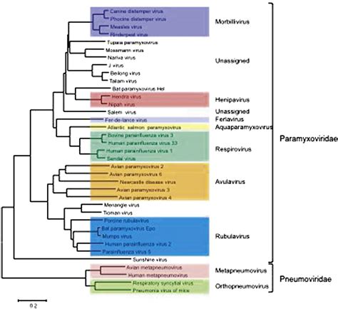 Paramyxoviridae and Pneumoviridae | Veterian Key