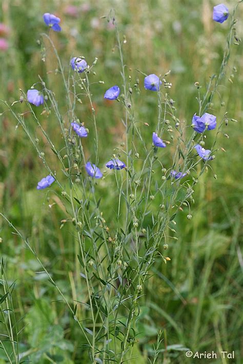 Linum usitatissimum (cultivated flax): Go Botany