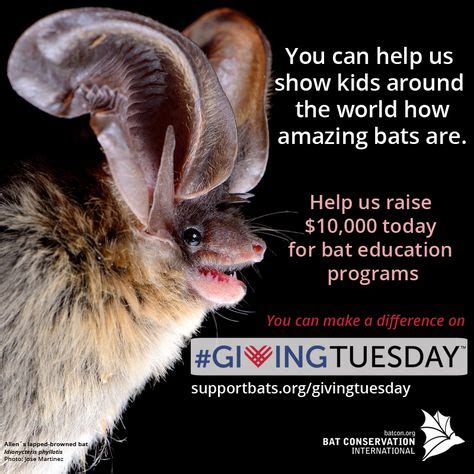 24 Best Get Involved in Bat Conservation! images | Conservation, Bat conservation international ...