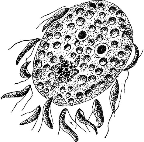 Fertilization of Cyclospora Cayetanensis | ClipArt ETC