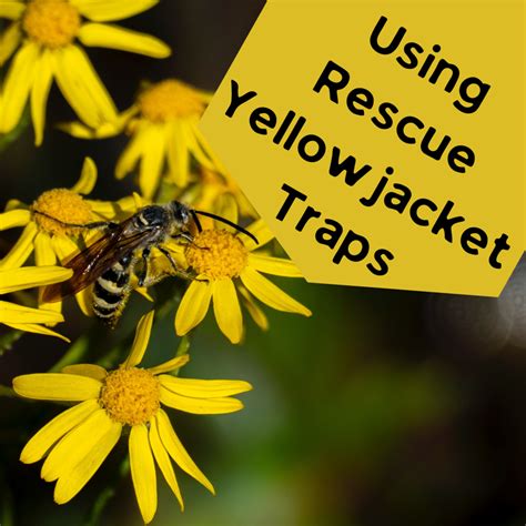 How to Get Rid of Yellowjackets - Dengarden