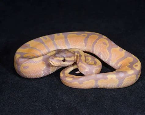 Banana Ball Python: Appearance, Care Guide & Facts - AZ Reptiles