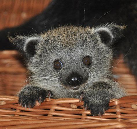 27 Animals - viverrids (viverridae) ideas in 2021 | animals, binturong ...