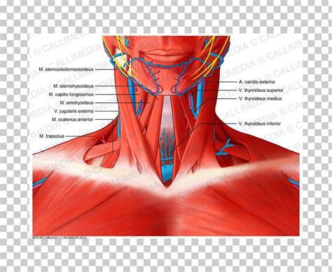 Scalene Muscles Muscular System Neck Anatomy PNG, Clipart, Anatomy, Anterior Triangle Of The ...