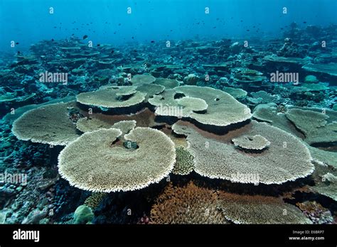 Reef flat with Acropora table coral (Acropora hyacinthus), Indian Ocean, Bolifushi, South Malé ...