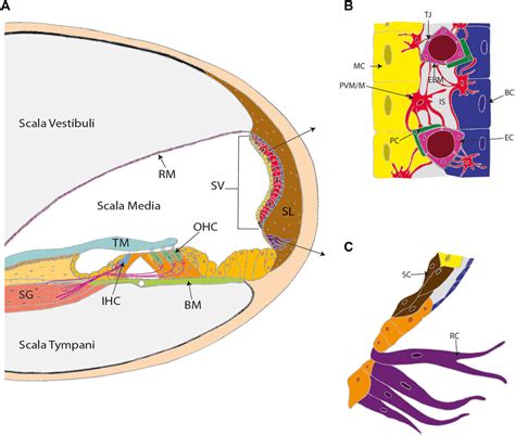 Frontiers | Hearing Function, Degeneration, and Disease: Spotlight on the Stria Vascularis