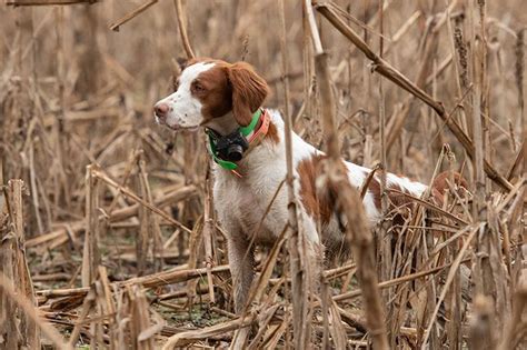 Brittany Spaniel Duck Hunting