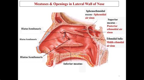 nasal cavity anatomy | meatus of nasal cavity | blood supply of nasal ...