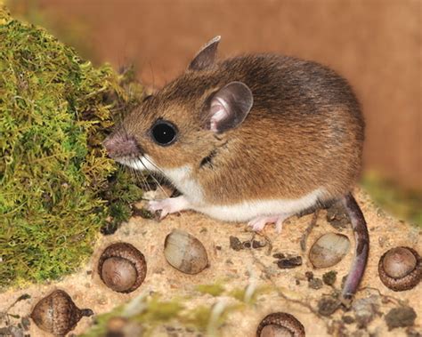 Deer Mouse - P.E.I. Pest Control