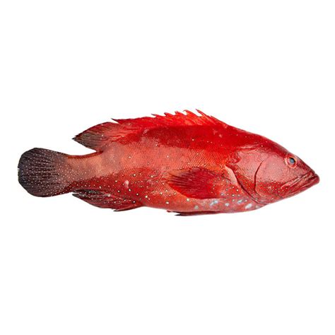 Red Grouper – Delmon Fish