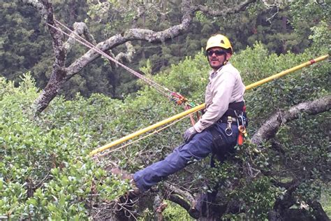 Tree Pruning in Marin County CA | ISA Certified Arborist Tree Care