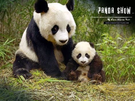 Funny Pictures Gallery: Panda, giant panda, panda free, panda info ...