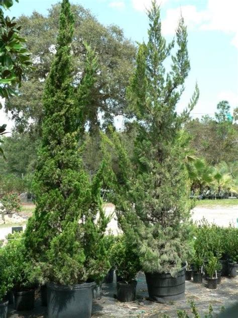 Juniper Shrubs Varieties