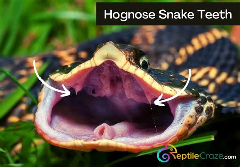 Hognose Snake Bite: Does It Hurt? What To Do - Reptile Craze