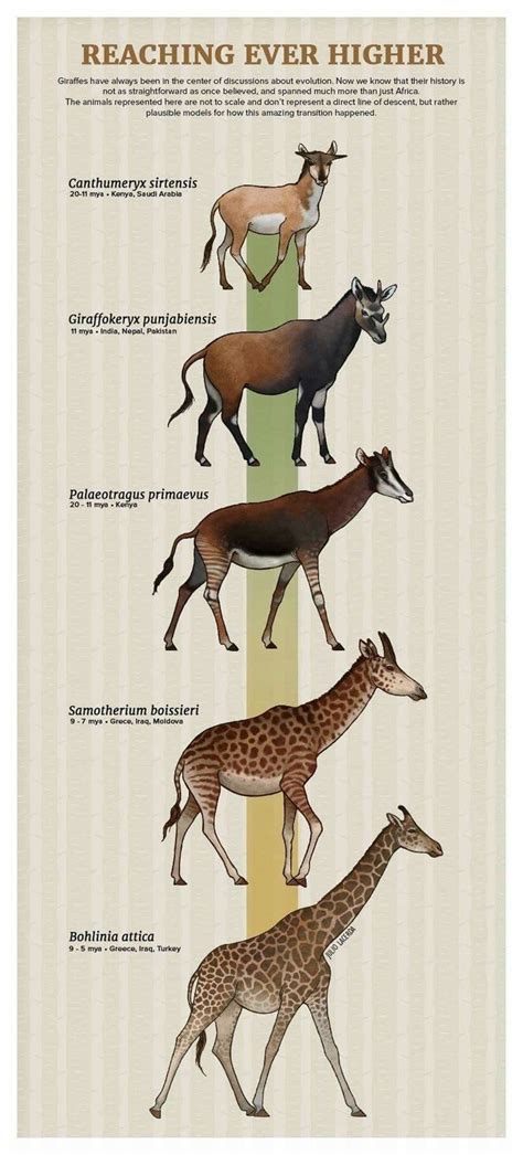 Tumblr Artist, PaleoArt, Creates Beautiful Animal Evolution Series (22 ...