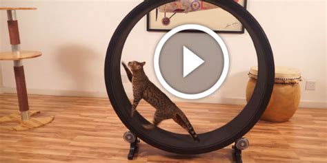 One Fast Cat - This Cat Exercise Wheel Will Be Your Pet’s Favorite Toy! Put A Dynamo Inside And ...