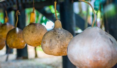 Como colher e secar cabaças ornamentais - Banho 2023