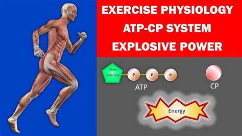 The ATP CP Energy System, Explosive Power Sports, Exercise Physiology and Physical Performance ...