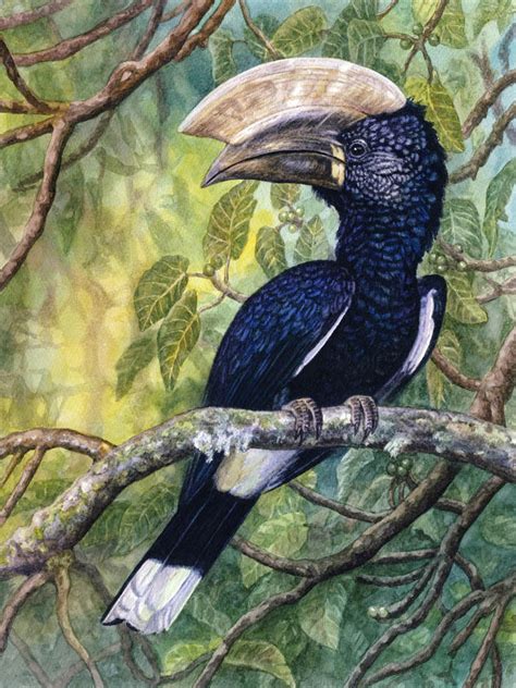 Silvery-cheeked Hornbill by WillemSvdMerwe on DeviantArt