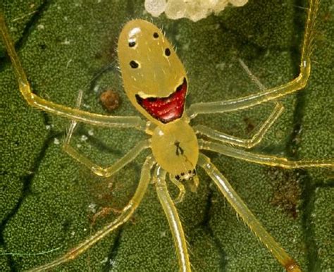 Happy Face Spider | Snopes.com