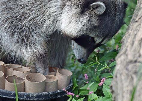 Animal Enrichment - Lehigh Valley Zoo